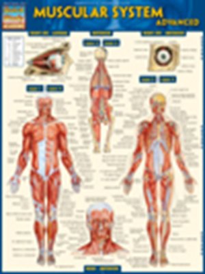 cover image of Muscular System Advanced